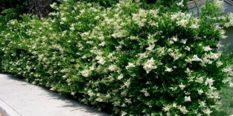 Ukrasno drveće i grmlje: okruglasta lisuna